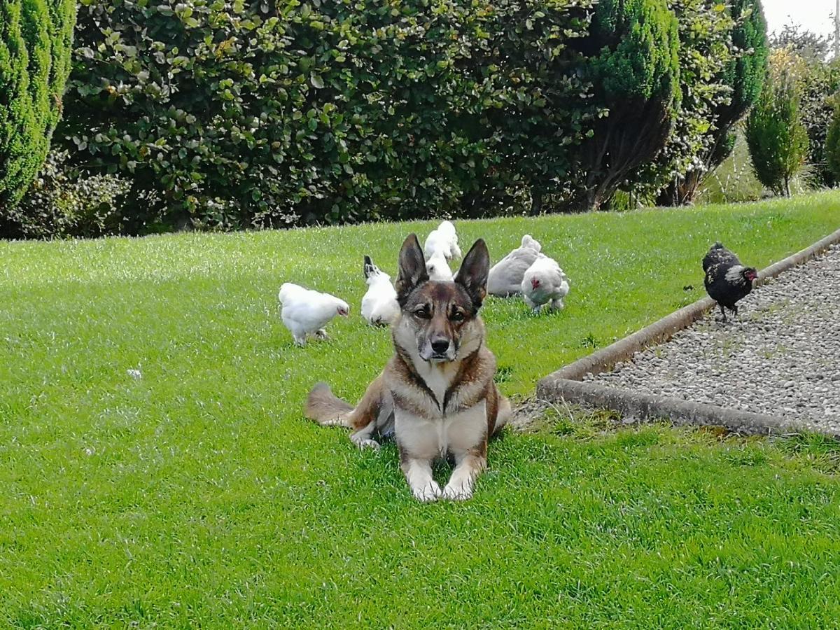 Fox Heaven B&B Carrickfergus Exteriér fotografie